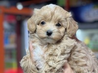 Aile ortamına alışık tuvalet eğitimli dişi maltipoo bebeğim