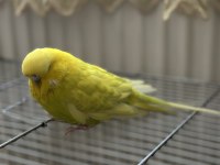 JUMBO ÇİFT MUHABBET KUŞU