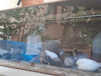 Çin bıldırcını Kuluçkalık yumurta