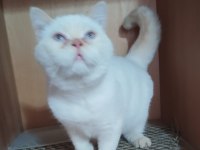 UYSAL BRİTİSH SHORTHAİR KEDİMİZ