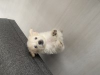 terrier yavrularıma iyi bakacak birilerini arıyorum