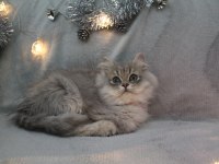 British Longhair Kartpostal Sanacaksınız