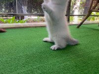 1.5 aylık iri cüsseli erkek british shorthair kedimiz