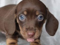 MAVİ GÖZLÜ CHOCOLATE TAN DACHSHUND GARANTİLİ BEBEKLER
