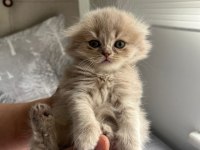 Scottish fold ve Scottish straight