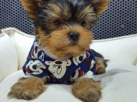 Şecereli Teacup Yorkshire Terrier Yavrularımız