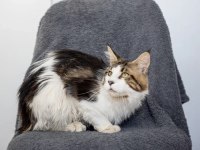 Dev maine coon şecereli erkek bicolor