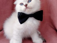 Teslime hazır erkek scottish fold yavrumuz