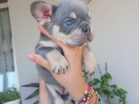 French Bulldog Bebek Köpekler