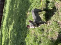 KRAL FRENCH BULLDOG OĞLUM SATILIKTIR