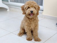 6 Aylık Erkek Maltipoo Aşıları Tam