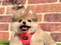 Safkan Pomeranian Boo Yavrularımız