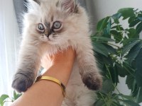Pofuduk pati british longhair