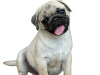 HAMBURGER SURAT PUG MOPS GÜL KUYRUK