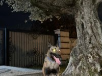 Oğlum tetik eşleştirmeye açık malinois