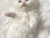 British Longhair Kar Beyaz Ve Tabby Yavrular