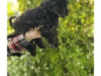 Siyah Toy Poodle Bebekleri