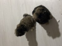 50 Günlük Pekinez Köpekler Dişi ve Erkek