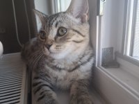 British shorthair melezi kedimiz