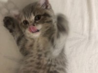 Oyunbaz british shorthair evinizin yeni neşe kaynağı olacak