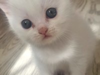British shorthair ve İran kedisi