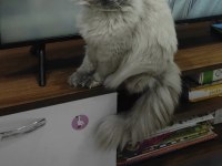 2.5 Yaşında Dişi British Longhair