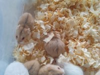 Toptan perakende gonzales hamster bebekler