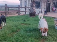 A kalite son dişi jack russell yavru
