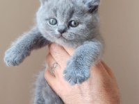 British Shorthair Yavrular