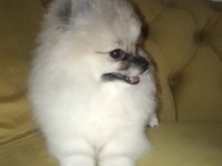 Pomeranian boo disi tea cup