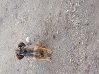 Fino Bi dişi Bi erkek 3 aylık köpeğimiz