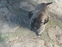 Orijinal kangal eniklerimiz yeni sahiplerini arıyor