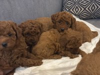 Safkan toy poodle bebekleri