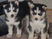 A kalite Husky Yavrularımız
