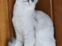 Scottish straight shorthair ns11 erkek