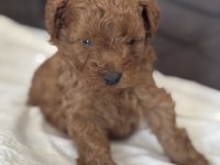 Harika Kalitede Toy Poodle Yavrularımız