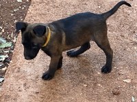 Teslime hazır malinois bebekler