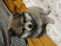 2 aylık erkek yavru pomeranian