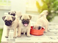IRK VE SAĞLIK GARANTİLİ PUG