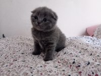Scottish Fold Yavrular