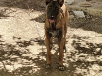 Sahibinden Sahiplendirilecek Malinois