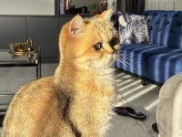 British Golden Shorthair 4 Yaş Çipli Ücretsiz