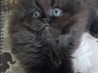 Birbirinden Kaliteli British Shorthair Yavrular