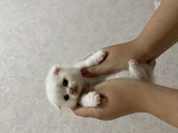 Scottish Fold ve British yavrular