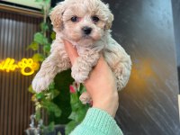Cinsinin en iyisi maltipoo