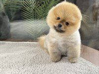 Irk Ve Sağlık Garantili Pomeranian Boo Yavrularımız