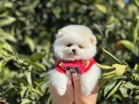 A kalite ırk sağlık garantili pomeranian yavrular