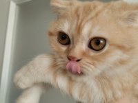 Safkan ev ortamında büyümüş uygun scottish fold