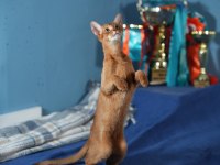 Şampiyon safkan anne babanın 6 aylık erkek habeş kedisi