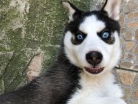 A Kalite Mavi Gözlü safkan Sibirya Kurdu Husky